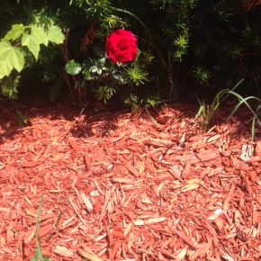 A Single Red&nbsp;Rose